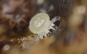 männliche Varroamilbe (Varroa destructor) - an der Wand einer Brutzelle